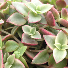 Load image into Gallery viewer, Crassula marginalis rubra