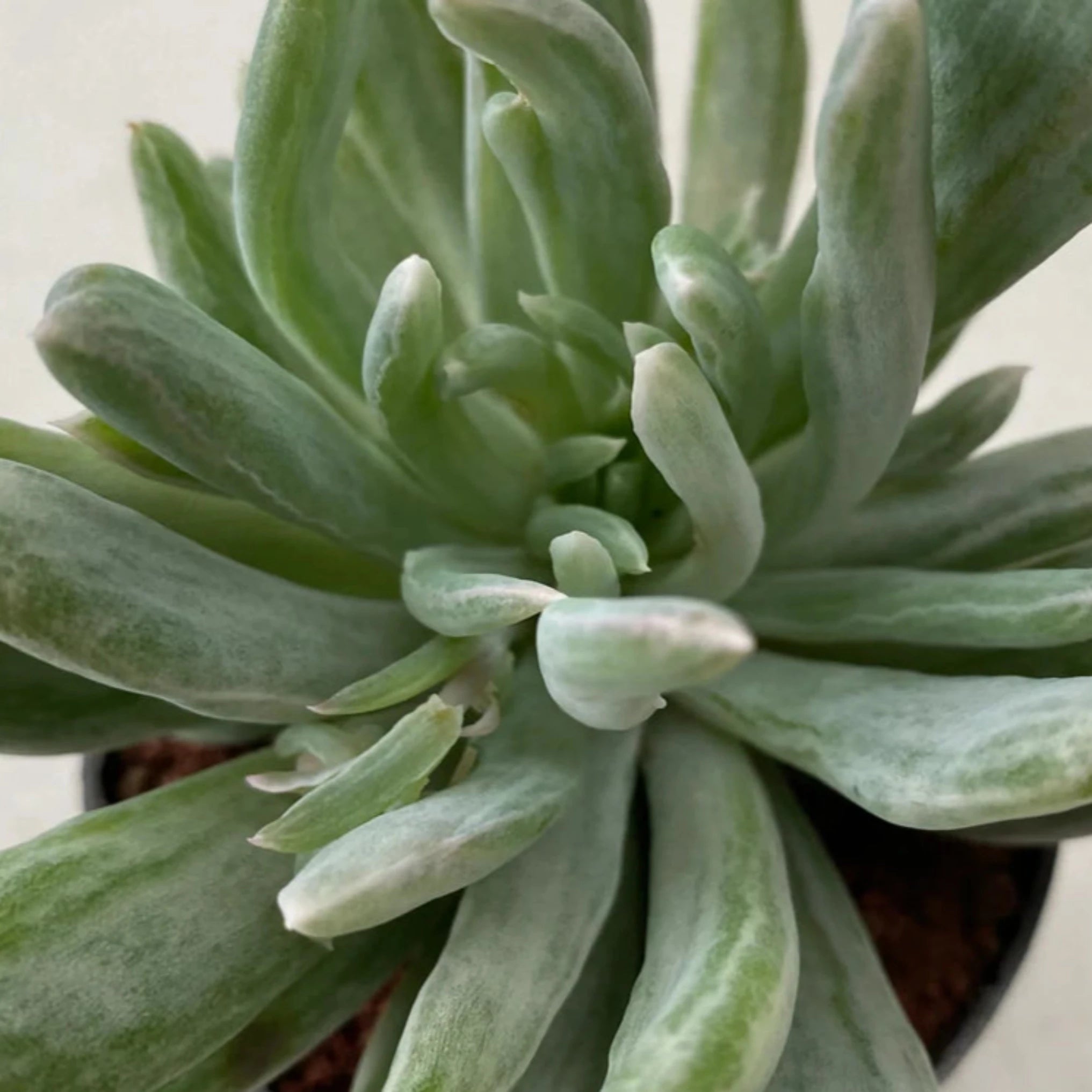 scheideckeri succulent Pachyveria scheideckeri albo carinata