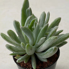 Load image into Gallery viewer, Pachyveria scheideckeri albo carinata