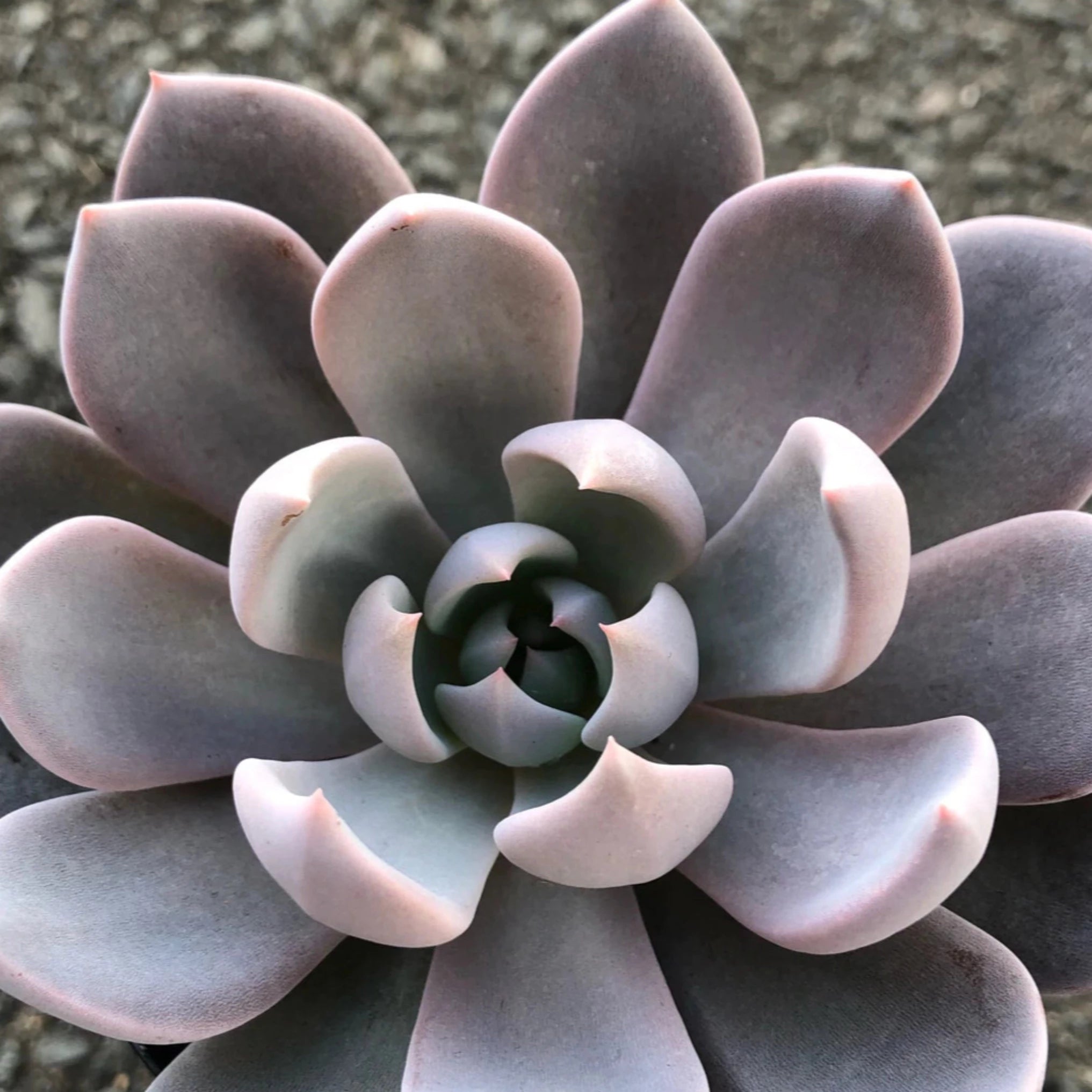lulus succulents Graptoveria 'Lulu' – Coastal Succulents, Cacti & Alpines
