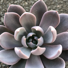 Load image into Gallery viewer, Graptoveria 'Lulu'
