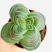 Load image into Gallery viewer, Crassula capitella var. turrita