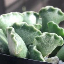 Load image into Gallery viewer, Adromischus cristatus