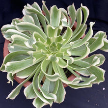 Load image into Gallery viewer, Aeonium 'Green Wave'