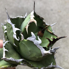 Load image into Gallery viewer, Agave titanota 'Kyoto'