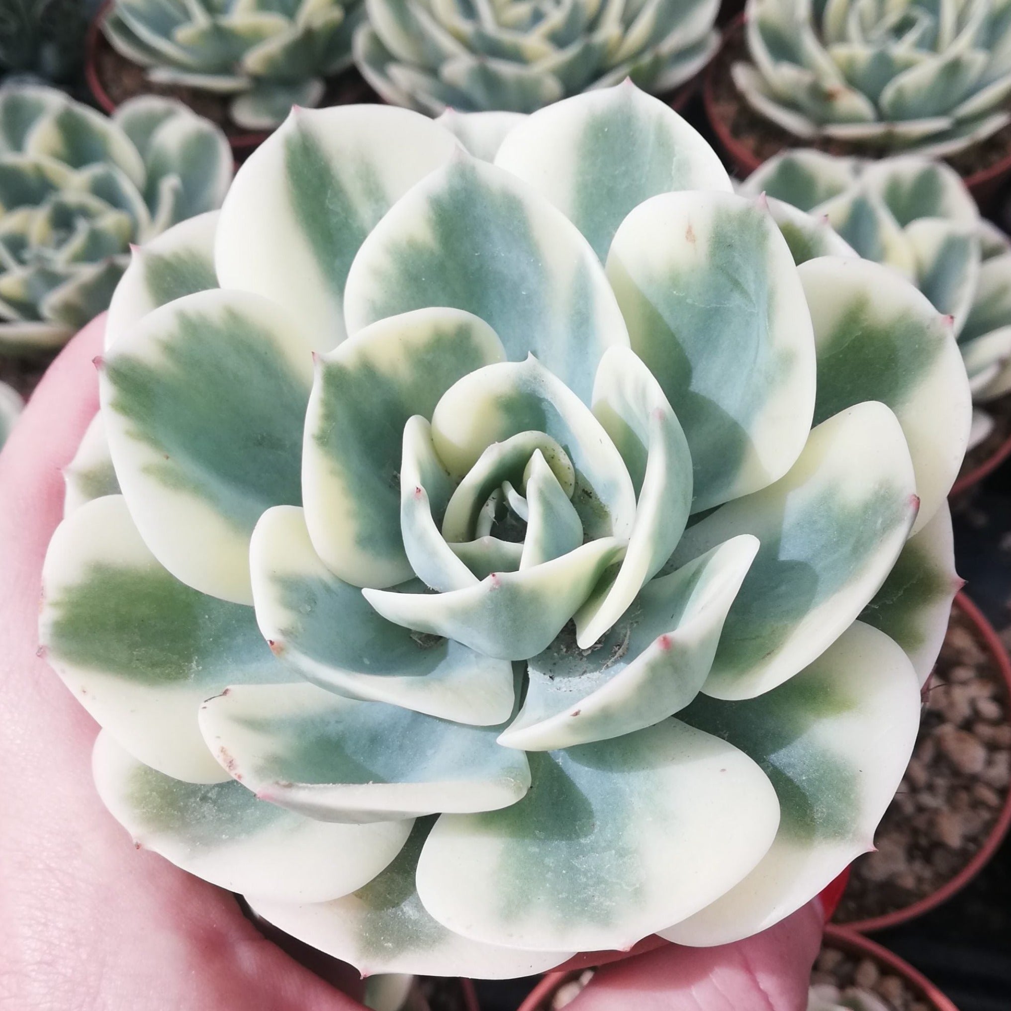 carousel succulent Echeveria 'Compton Carousel'