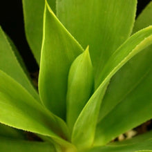 Load image into Gallery viewer, Agave wendtii
