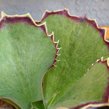 Load image into Gallery viewer, Kalanchoe synsepala