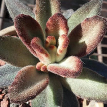Load image into Gallery viewer, Kalanchoe tomentosa 'Chocolate Soldier'