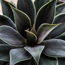 Load image into Gallery viewer, Mangave 'Lavender Lady'