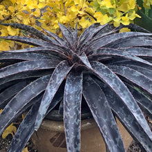 Load image into Gallery viewer, Mangave 'Moonglow'