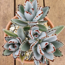 Load image into Gallery viewer, Kalanchoe tomentosa 'Panda Plant'