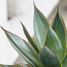 Load image into Gallery viewer, Agave 'Blue Glow'