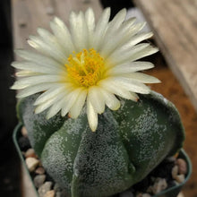 Load image into Gallery viewer, Astrophytum myriostigma var. Nudum