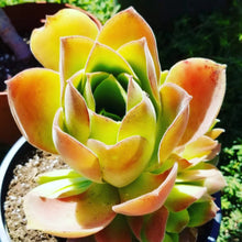 Load image into Gallery viewer, Aeonium canariense var. virgineum