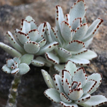 Load image into Gallery viewer, Kalanchoe tomentosa 'Panda Plant'