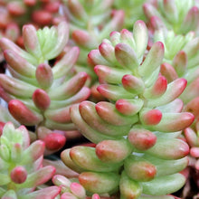 Load image into Gallery viewer, Sedum × rubrotinctum 'Aurora'