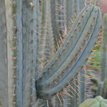 Load image into Gallery viewer, Trichocereus peruvianus