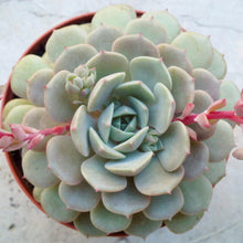 Load image into Gallery viewer, Echeveria 'Dondo'