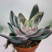 Load image into Gallery viewer, Crassula 'Garnet Lotus'