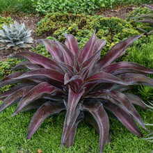 Load image into Gallery viewer, Mangave 'Mission to Mars'