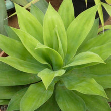 Load image into Gallery viewer, Agave wendtii