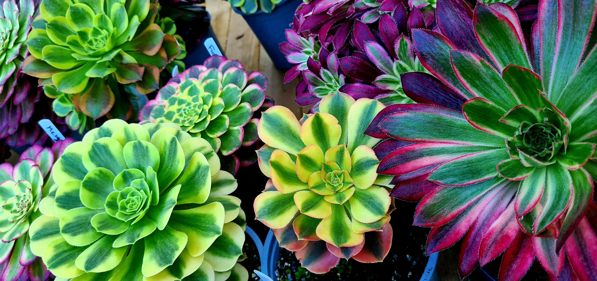 Somerset's Succulent Nursery  Coastal Succulents, Cacti & Alpines