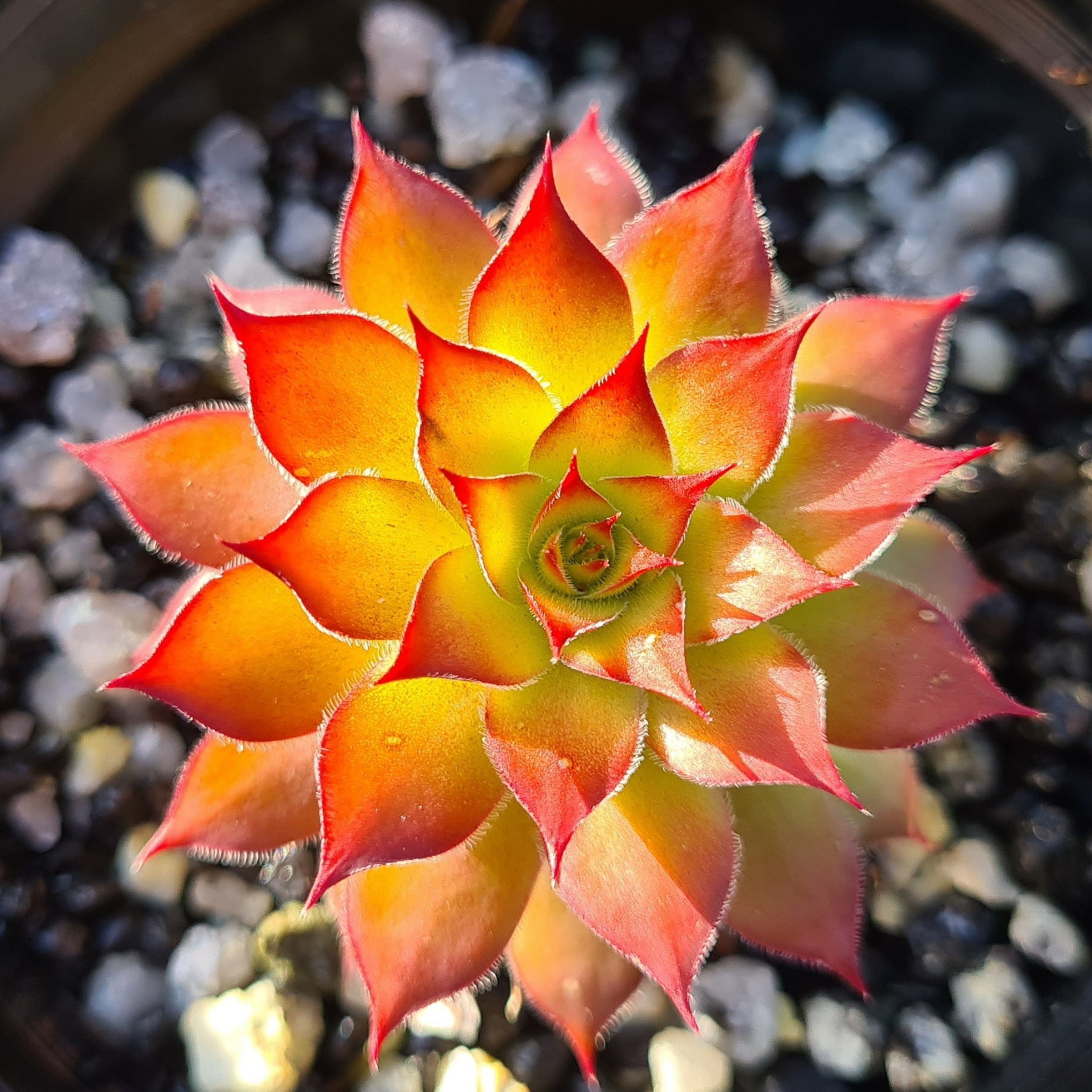 golden nugget succulent care Sempervivum 'Golden Nugget'