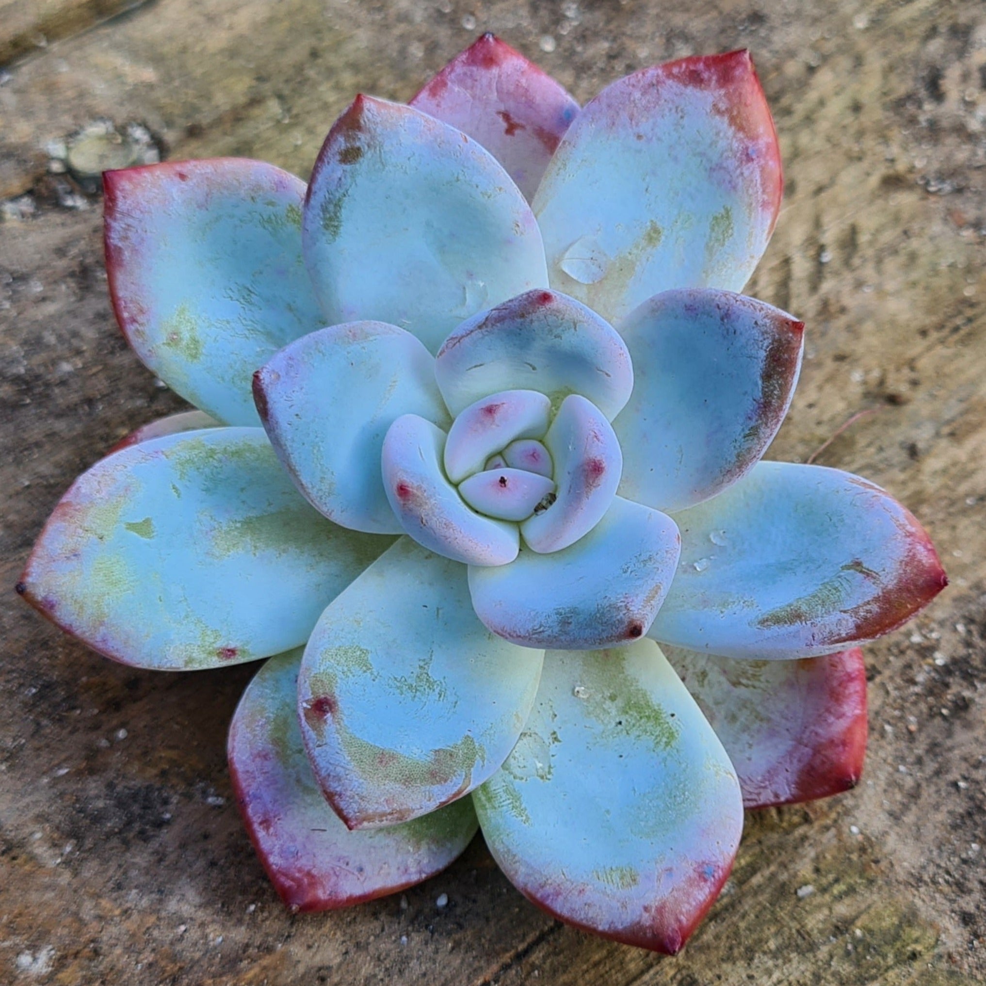 lotus succulent plant Echeveria 'White Lotus'