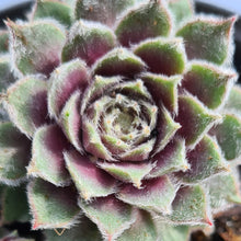 Load image into Gallery viewer, Sempervivum &#39;Rosa Madchen&#39;
