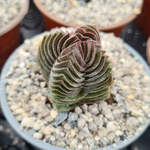 Load image into Gallery viewer, Crassula &#39;Buddha&#39;s Temple&#39;
