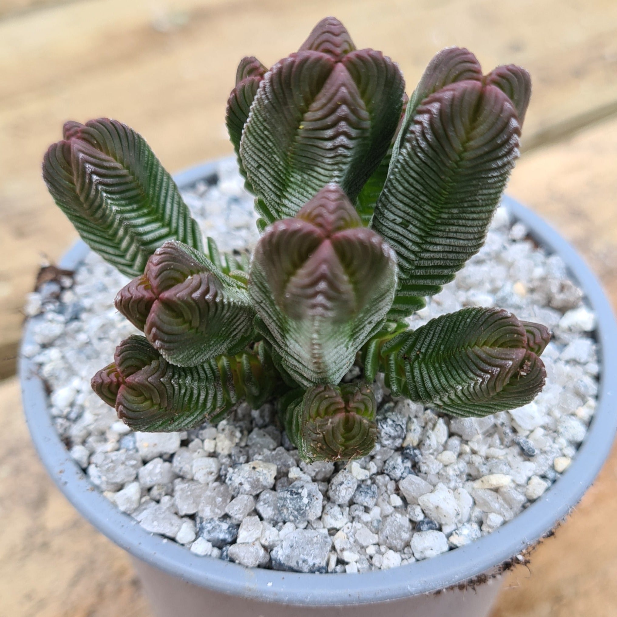 pyramidalis succulent Crassula pyramidalis