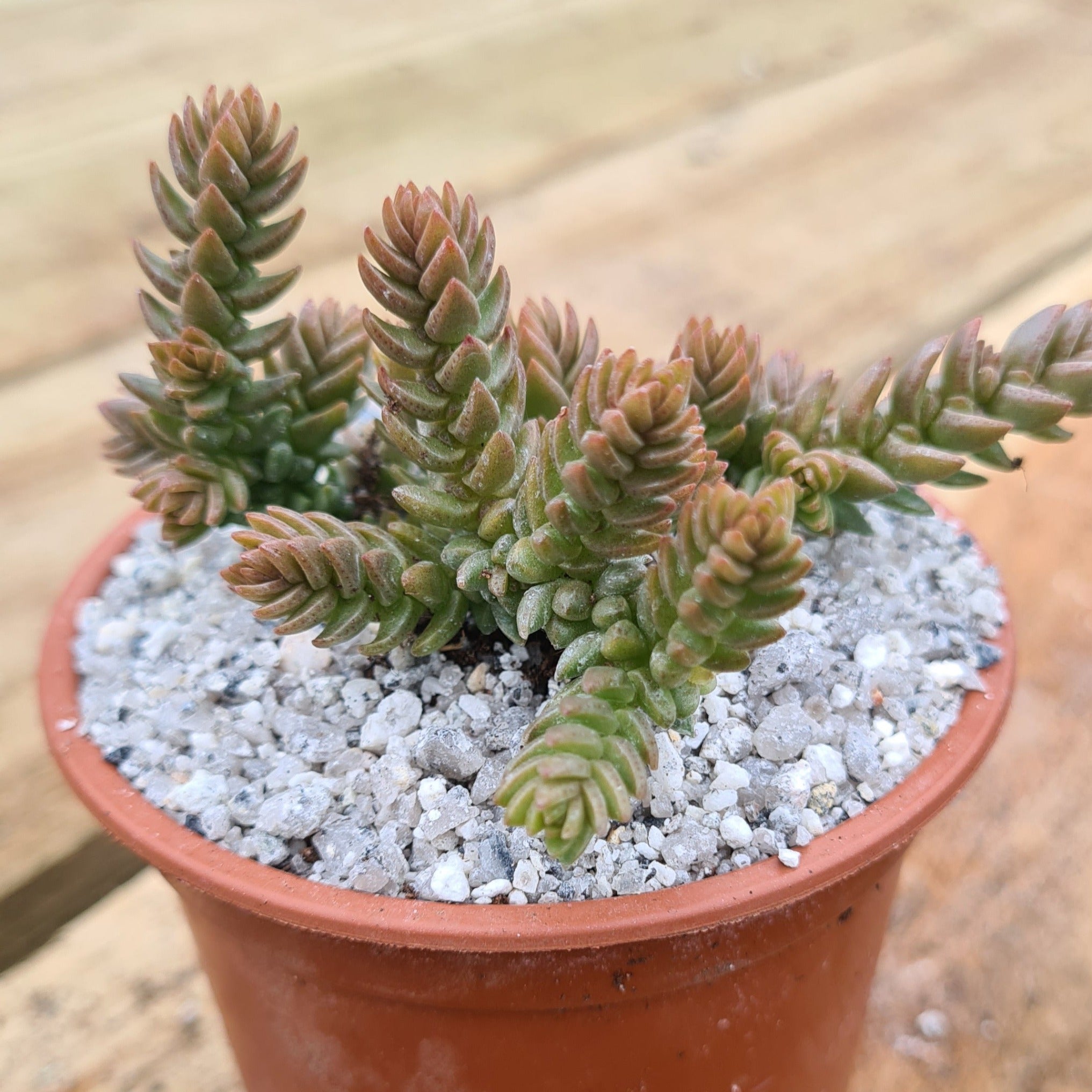 crassula lycopodioides succulent Crassula lycopodioides var. purpusii