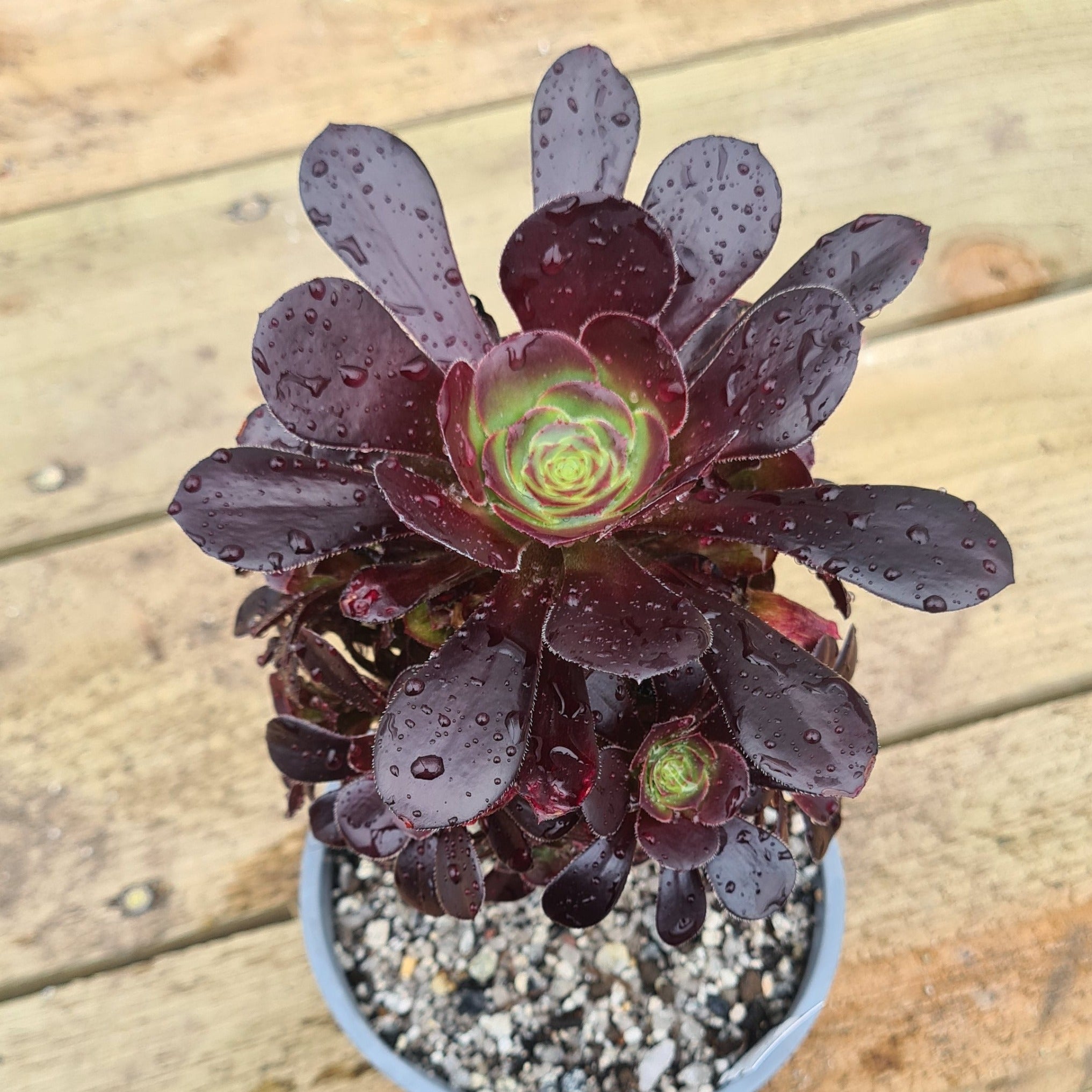 black radiance succulent plum Aeonium 'Plum Purdy'