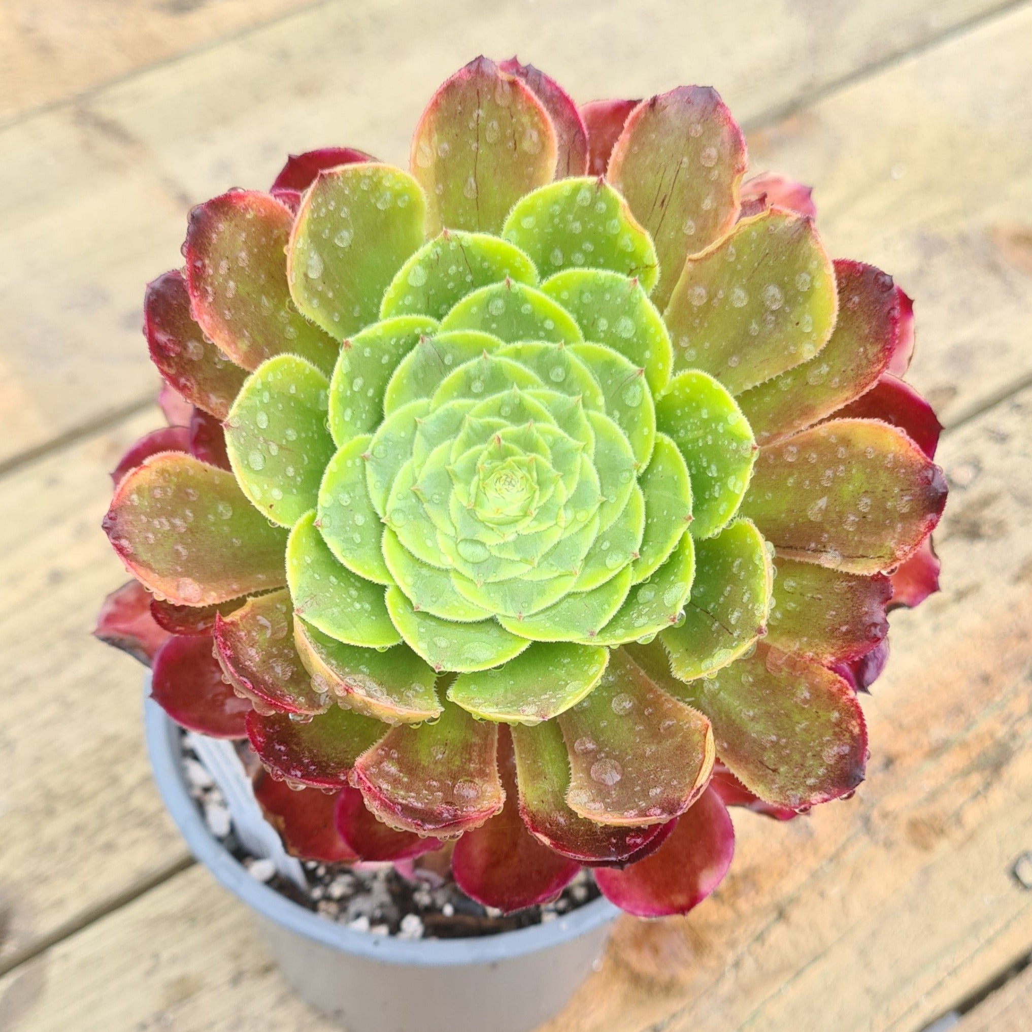 fiesta succulent Aeonium 'Fiesta'