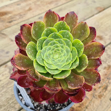 Load image into Gallery viewer, Aeonium &#39;Fiesta&#39;
