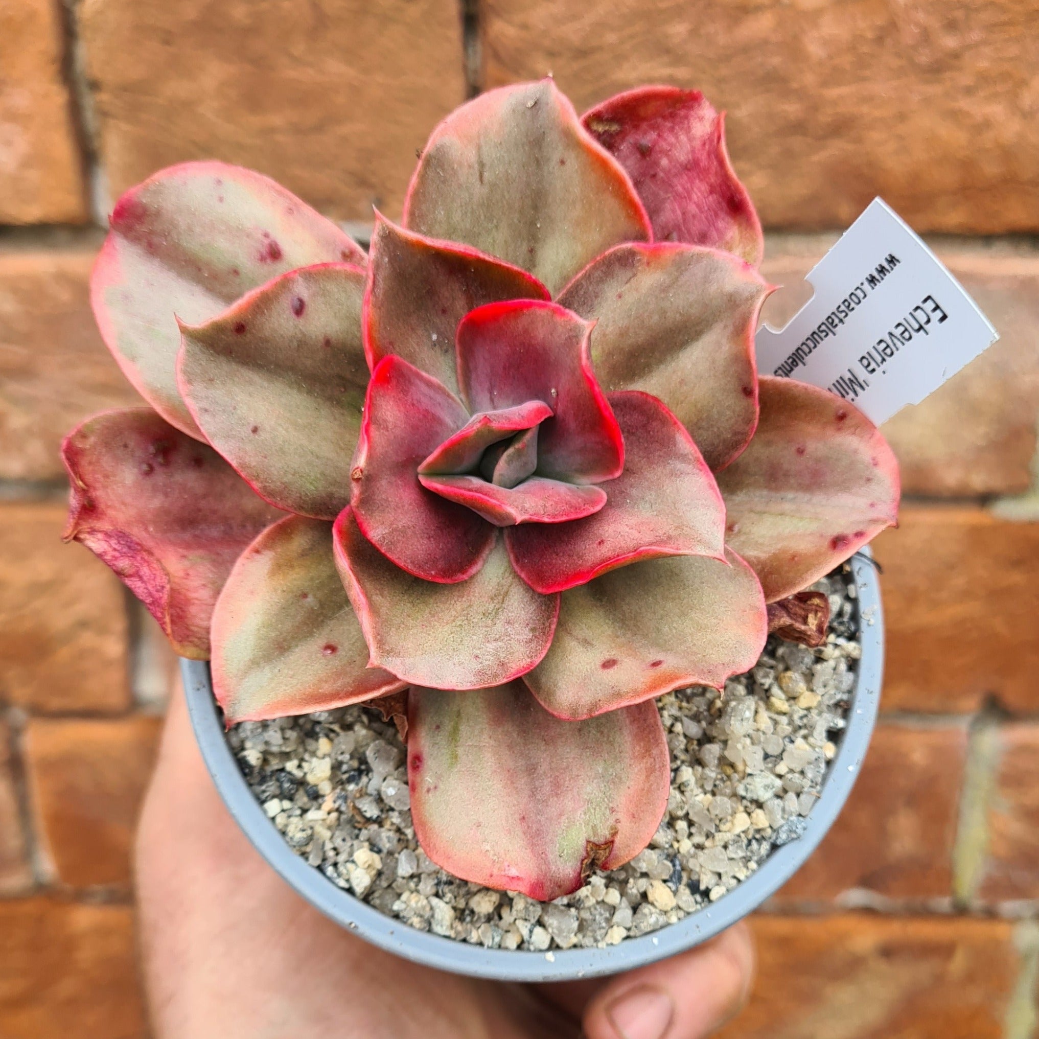 echeveria variegata Echeveria 'Minigosaong' (variegated form)