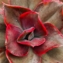 Load image into Gallery viewer, Echeveria &#39;Minigosaong&#39; (variegated form)
