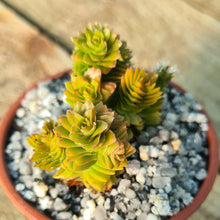 Load image into Gallery viewer, Crassula &#39;Estagnol&#39;
