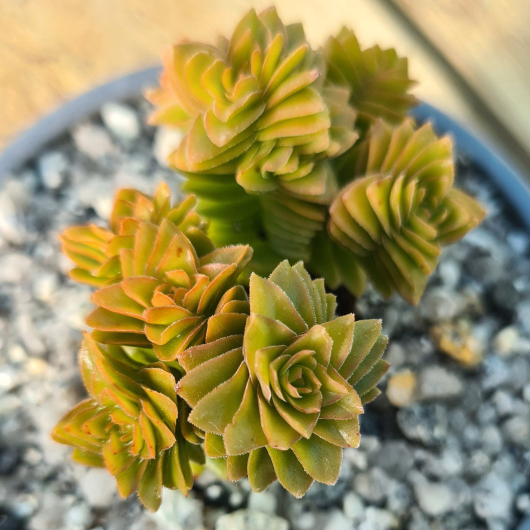 Crassula 'Estagnol'