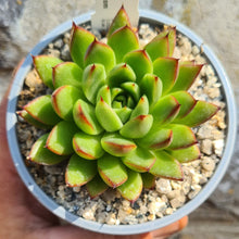 Load image into Gallery viewer, Echeveria agavoides x pulidonis
