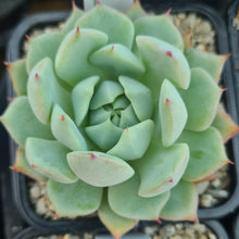 Load image into Gallery viewer, Echeveria agavoides x maria cristina
