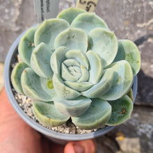 Load image into Gallery viewer, Echeveria Eastoft &#39;Truly Scrumptious&#39;
