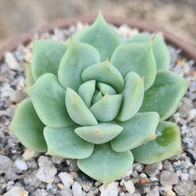 Load image into Gallery viewer, Echeveria &#39;Team Gish&#39;

