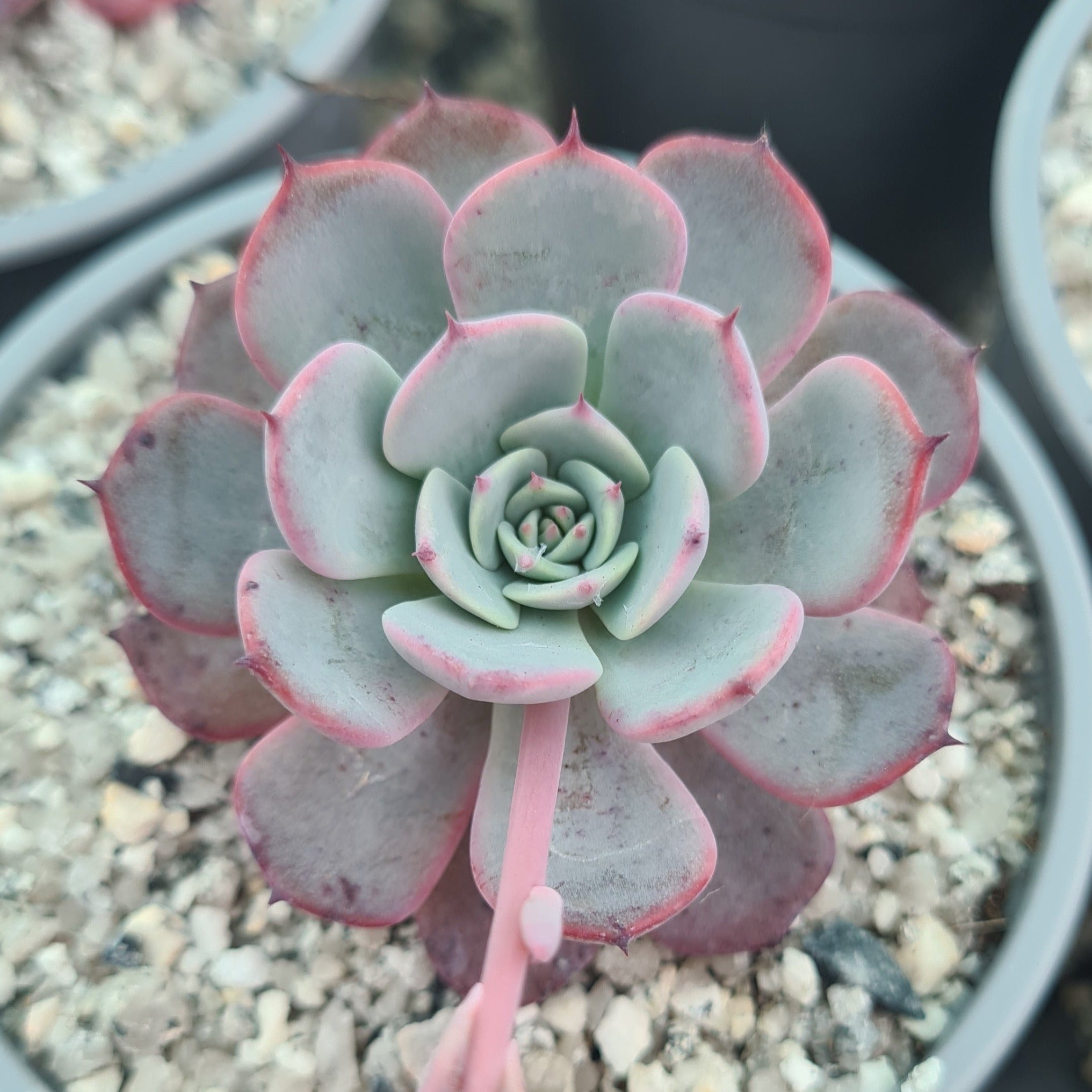 Echeveria laulensis – Coastal Succulents, Cacti & Alpines
