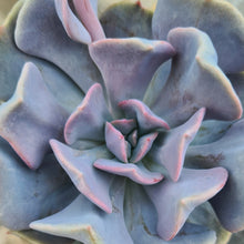 Load image into Gallery viewer, Echeveria &#39;Cubic Frost&#39;
