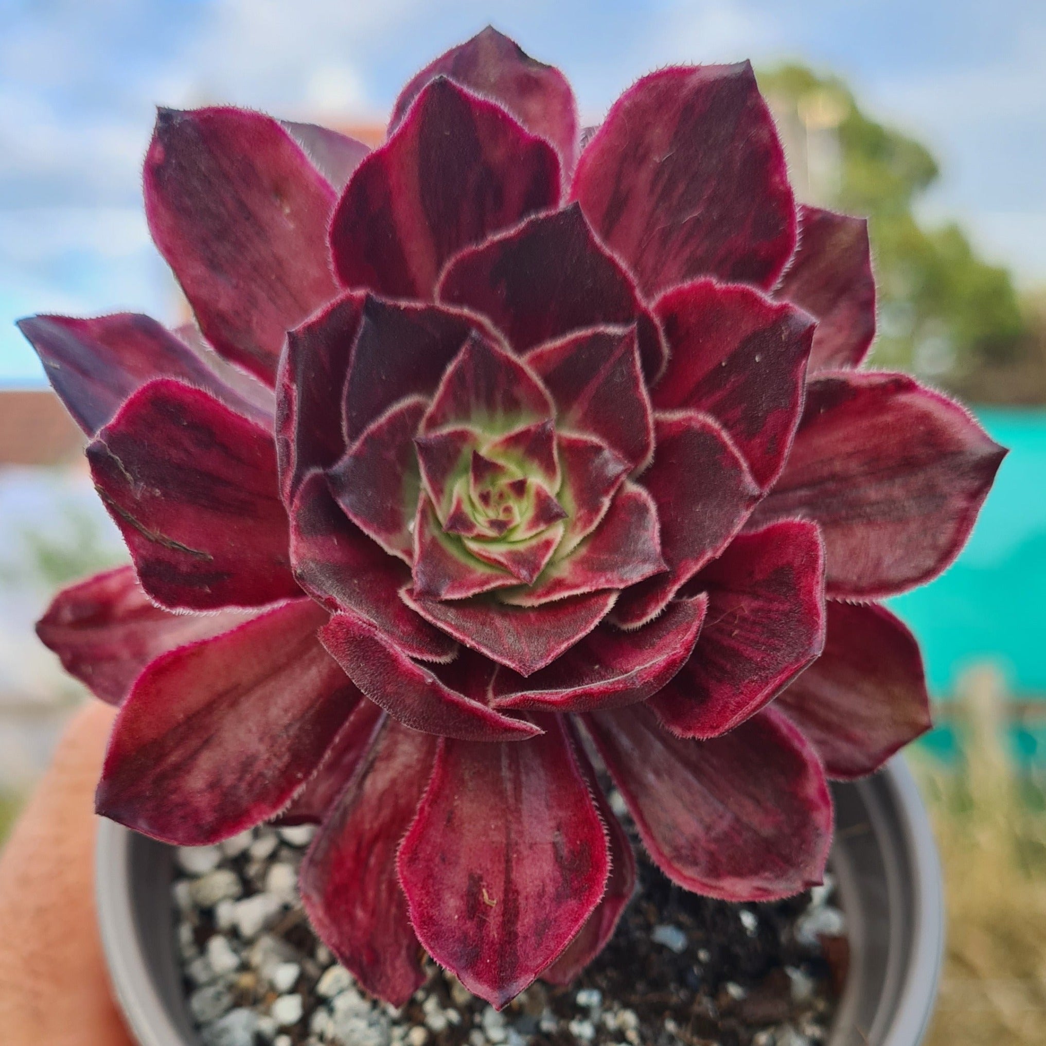 Aeonium 'Firefox' – Coastal Succulents, Cacti & Alpines