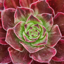 Load image into Gallery viewer, Aeonium &#39;Firefox&#39;
