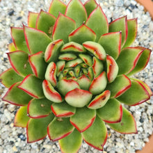 Load image into Gallery viewer, Echeveria &#39;Eastoft pulvoide&#39;

