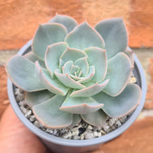Load image into Gallery viewer, Echeveria Eastoft &#39; Aura Sings&#39;
